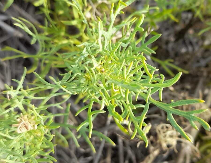 Gaillardia megapotamica leaf
