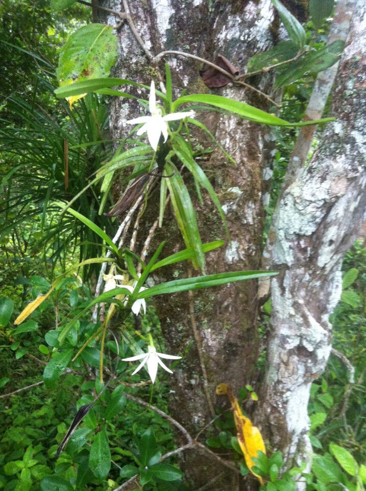 Jumellea punctata flower