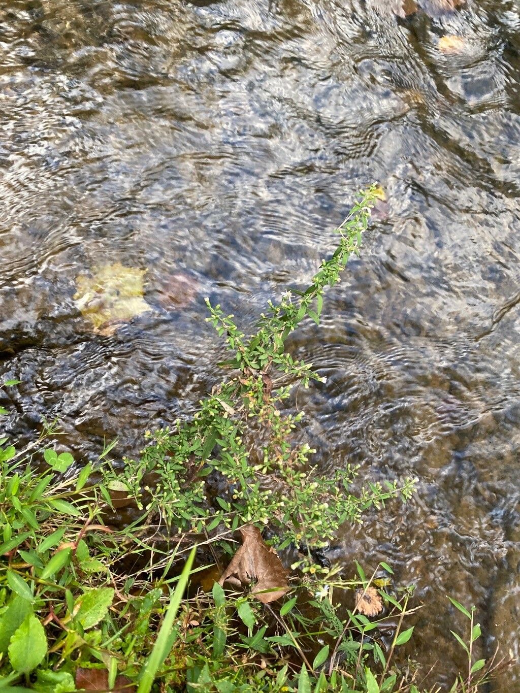 Symphyotrichum ontarionis habit
