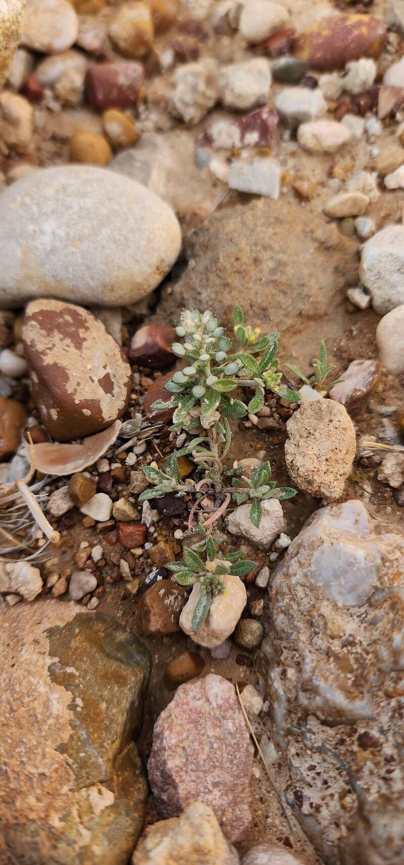 Alyssum szovitsianum habit