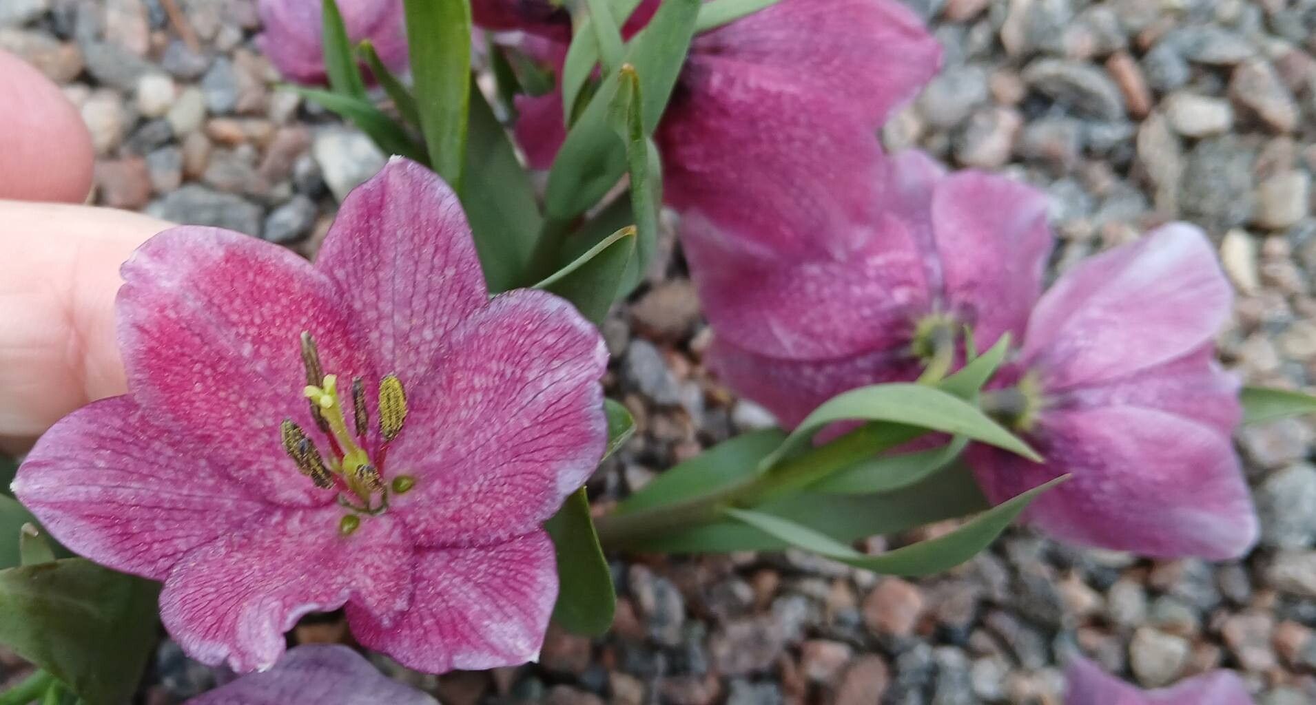 Fritillaria alburyana flower
