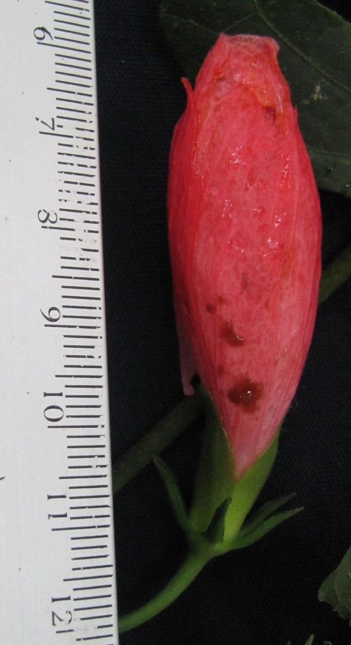 Malvaviscus achanioides fruit