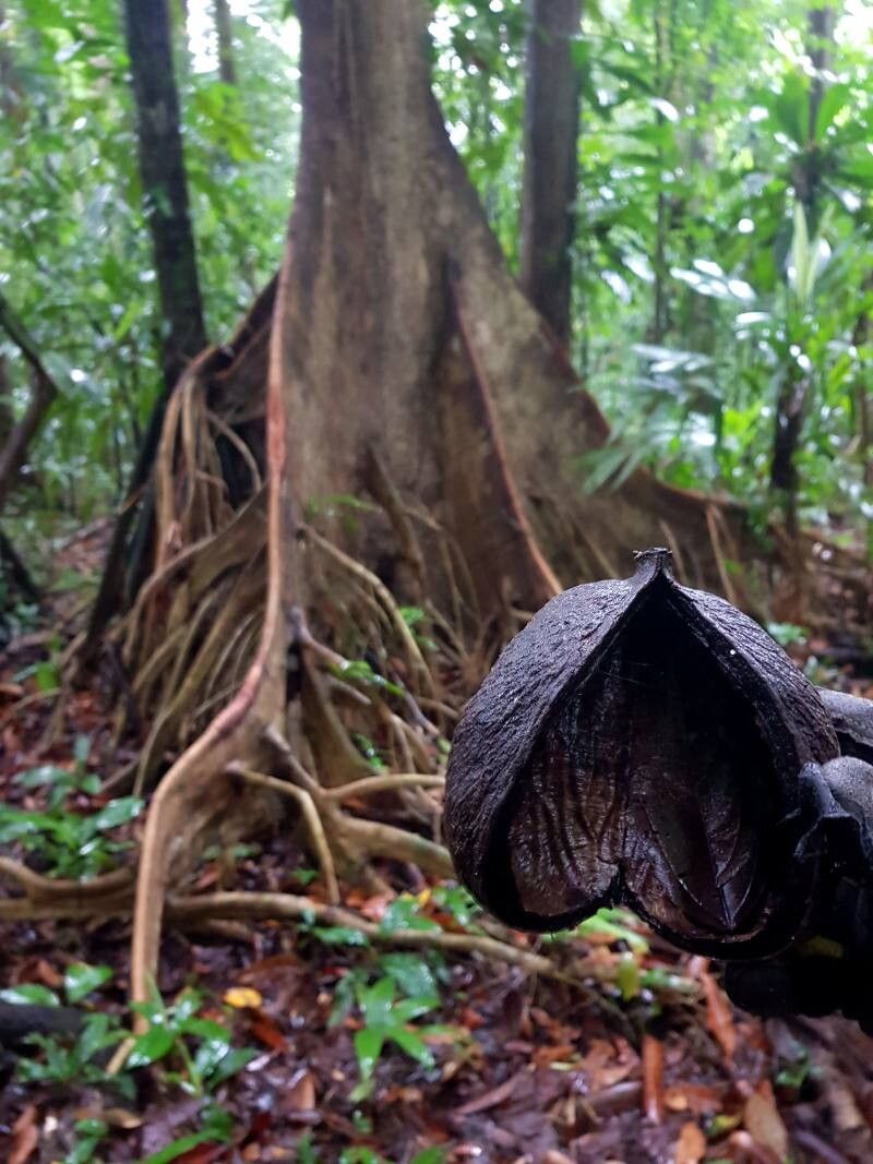 Sterculia allenii — related species from the same genus