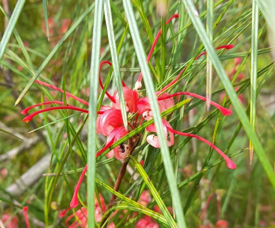 Grevillea johnsonii flower