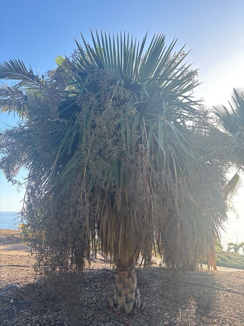 Copernicia rigida — search result for 'Copernicia'