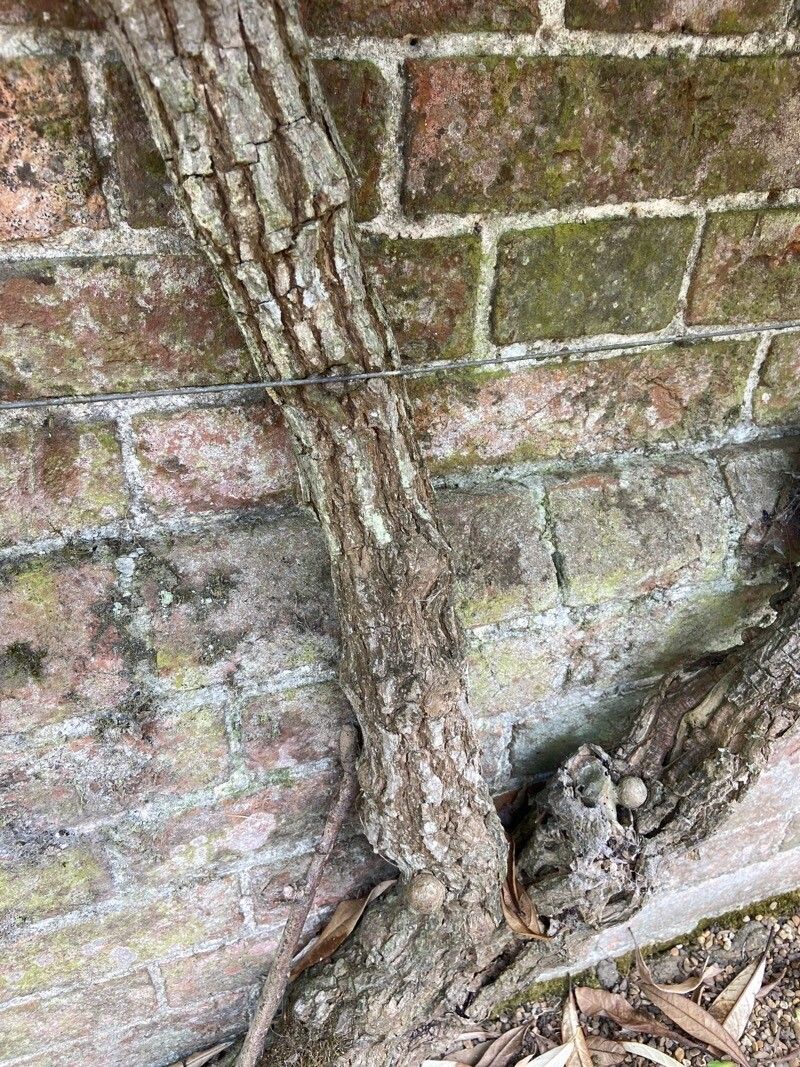 Hydrangea viburnoides bark