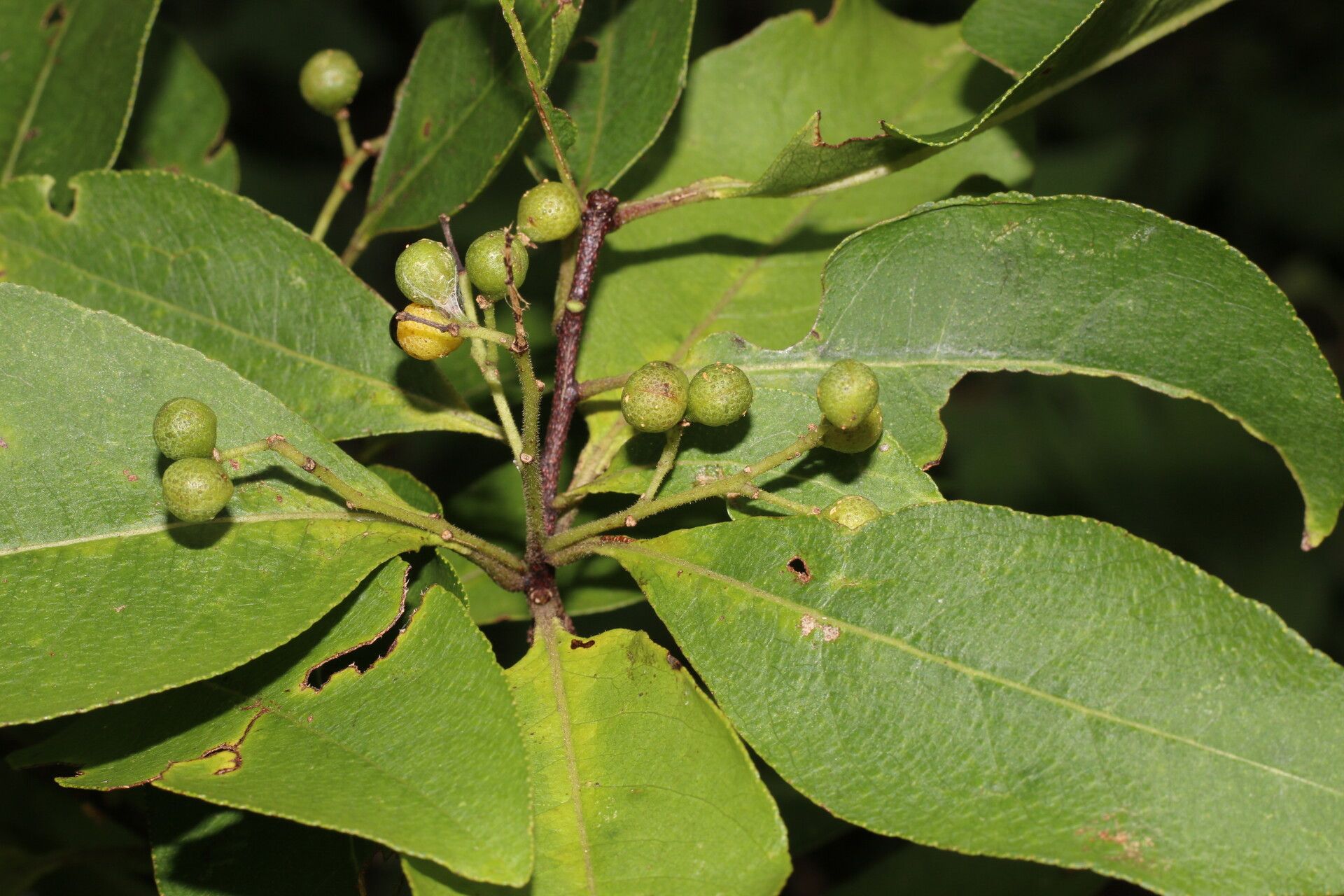 Zanthoxylum schreberi fruit