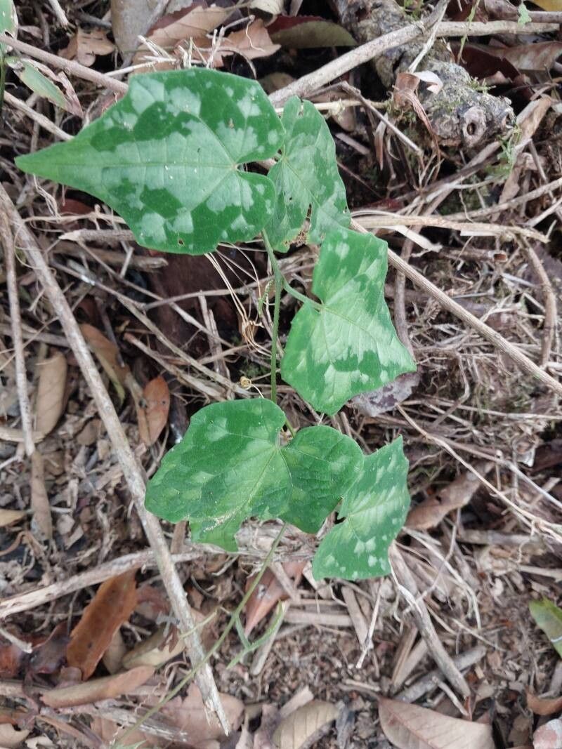 Raphidiocystis brachypoda leaf