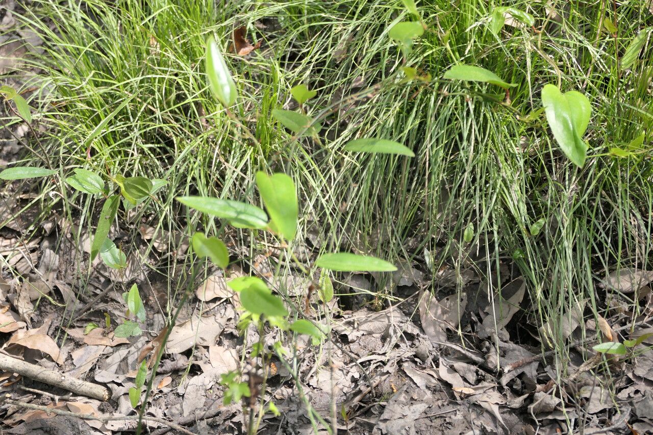 Smilax walteri habit