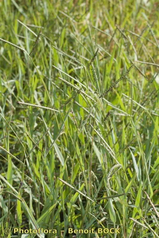 Paspalum paucispicatum habit