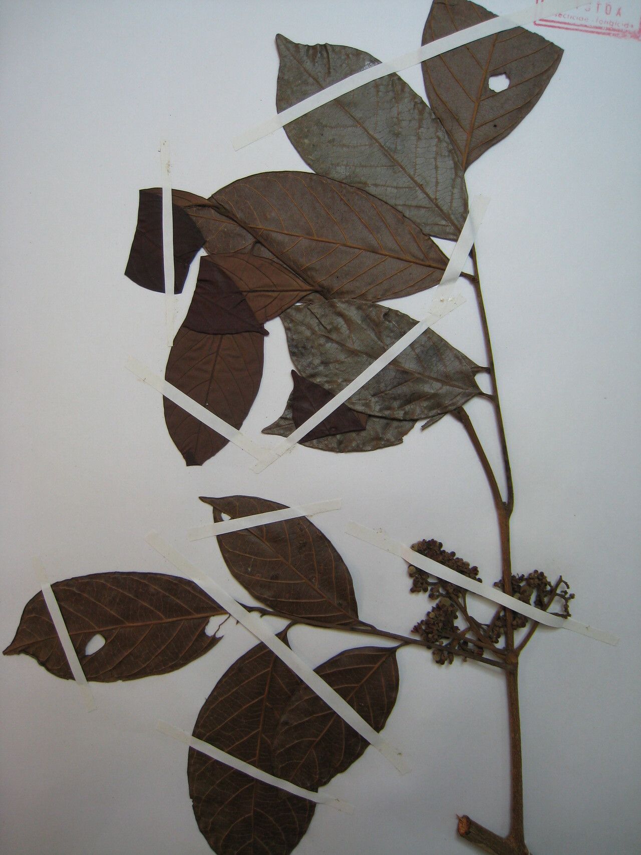 Trichilia euneura — houseplant care guide