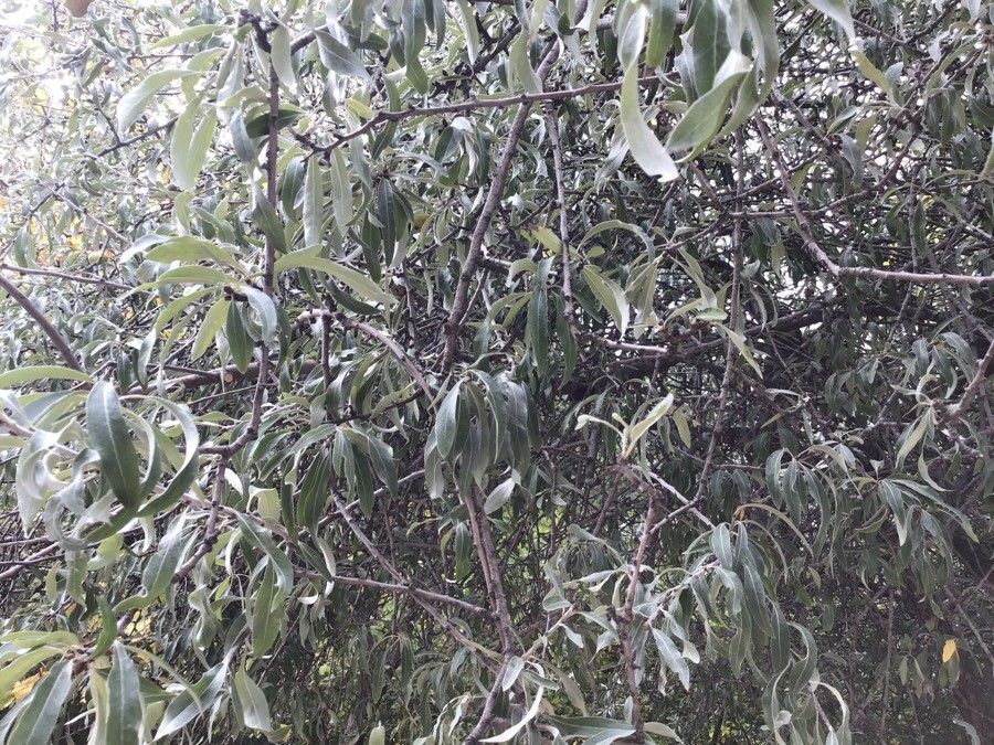 Pyrus salicifolia leaf