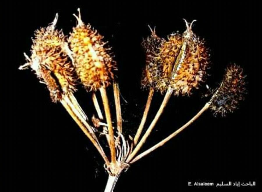 Laser trilobum fruit