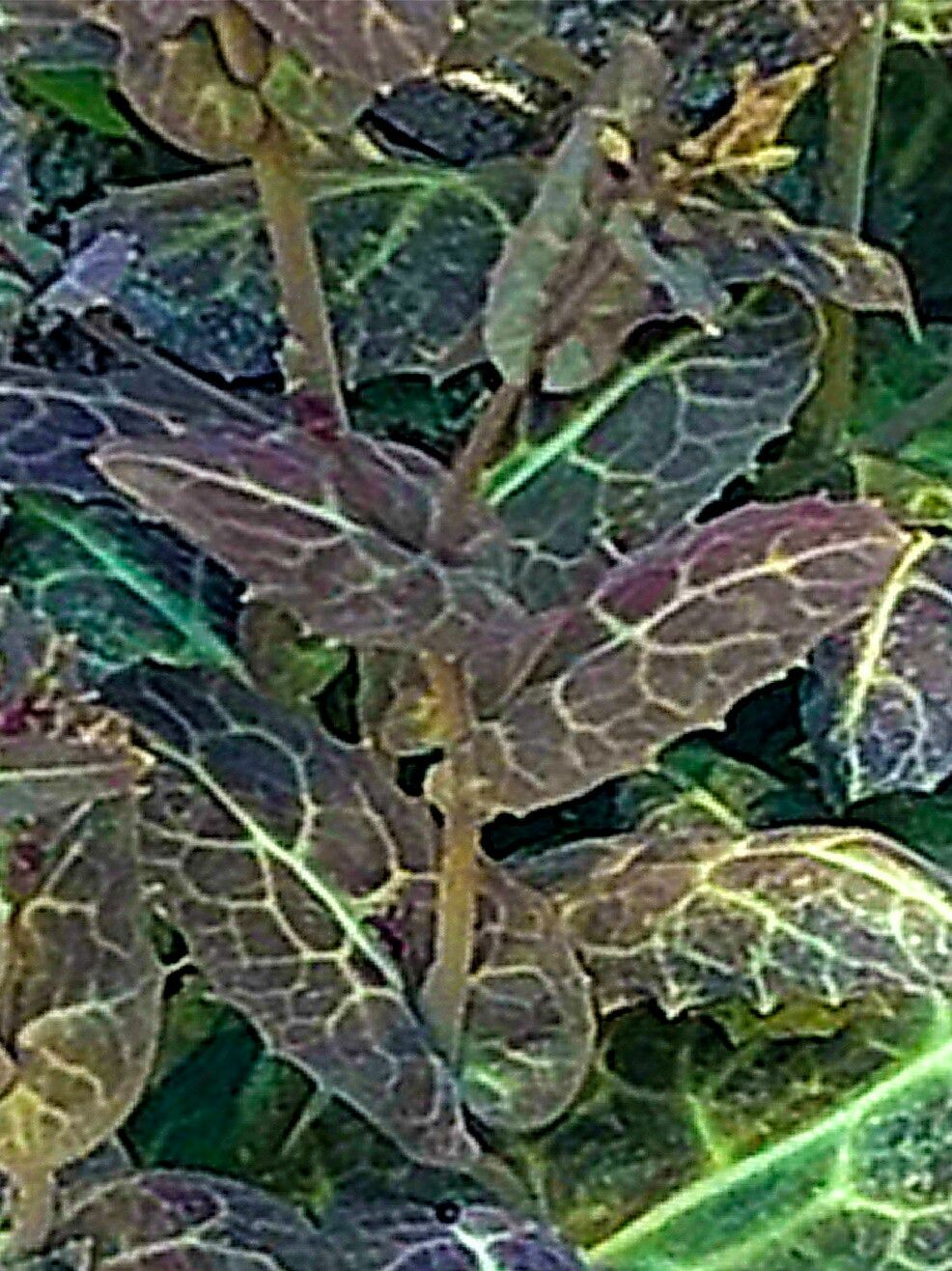 Streptanthus amplexicaulis — related species from the same genus