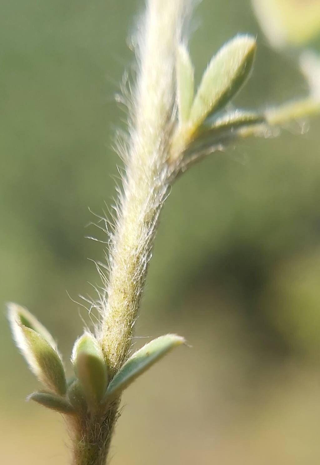 Chamaecytisus kovacevii bark