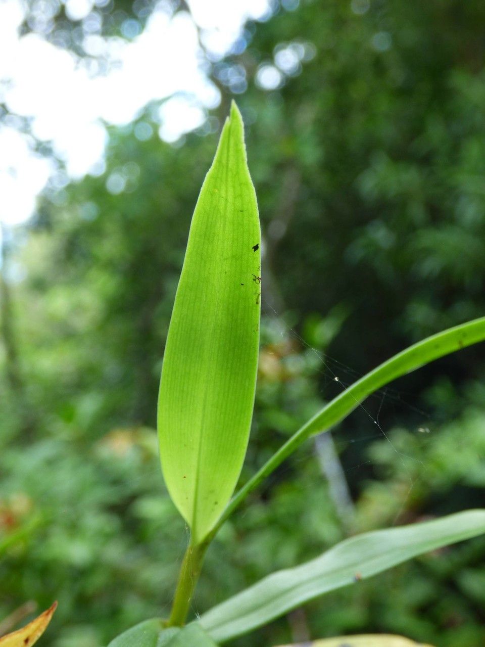 Angraecum ramosum — houseplant care guide