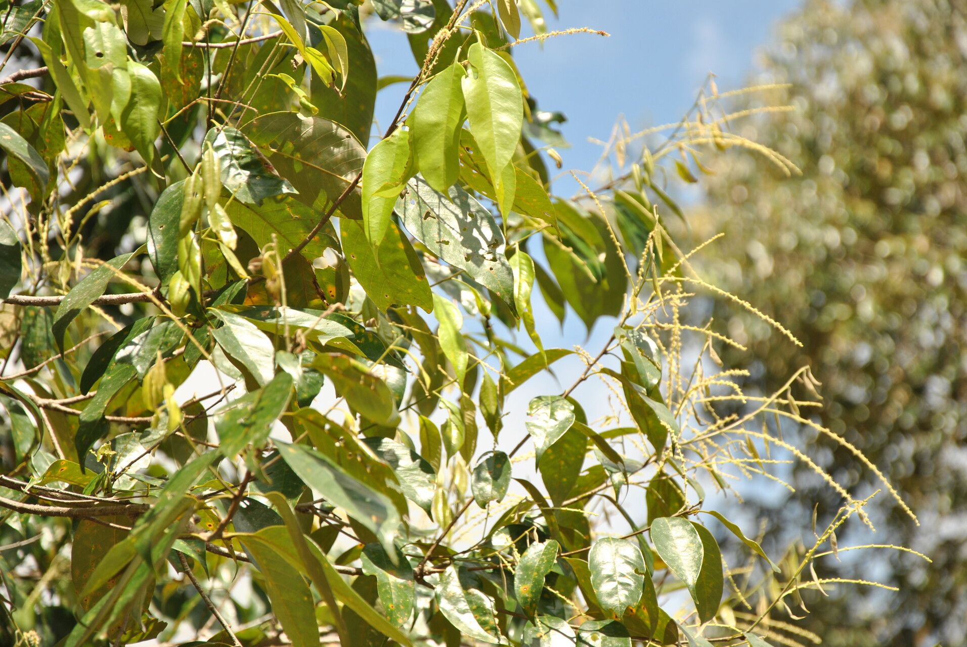 Castanopsis tungurrut other