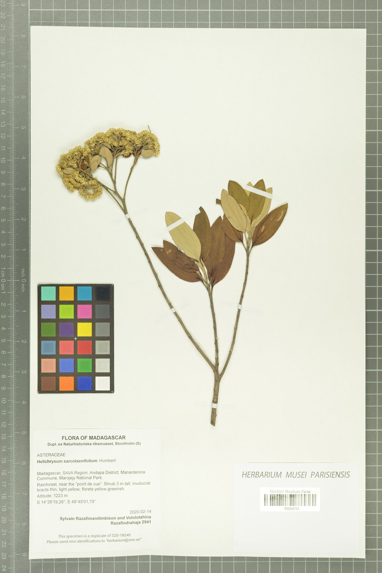 Helichrysum sarcolaenifolium — houseplant care guide