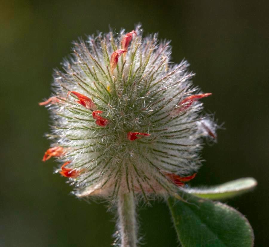Trifolium physodes flower