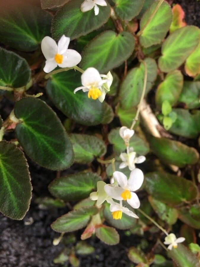Begonia thelmae flower