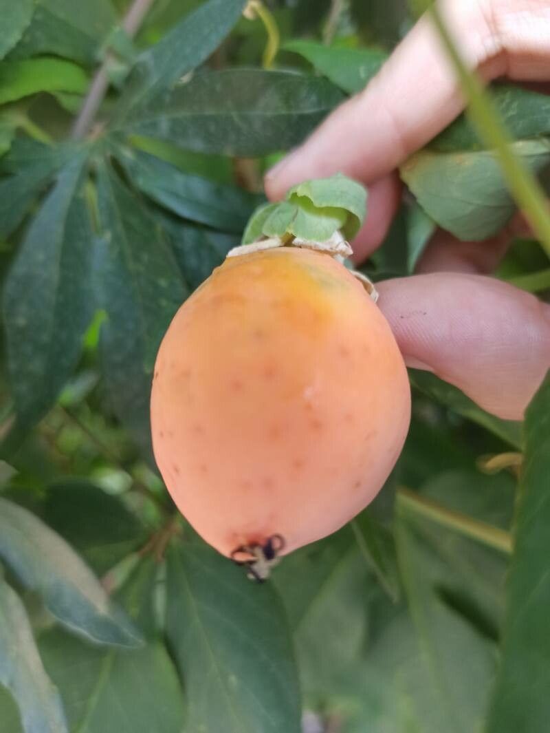 Passiflora incarnata fruit