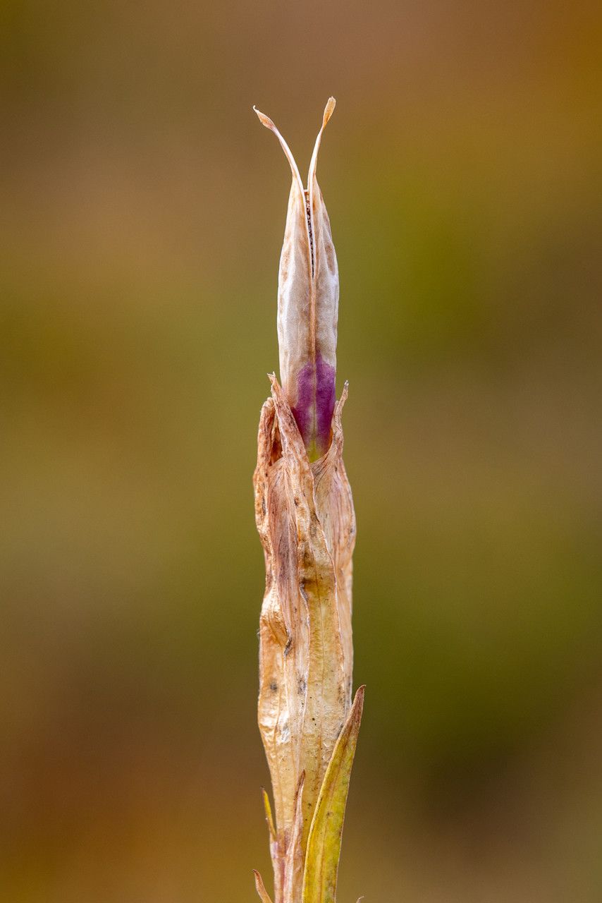Gentiana pneumonanthe fruit