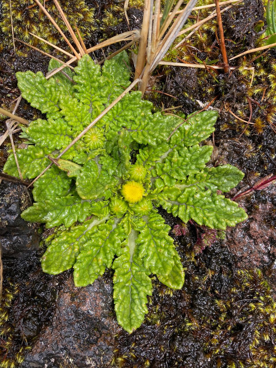 Senecio rhizocephalus habit