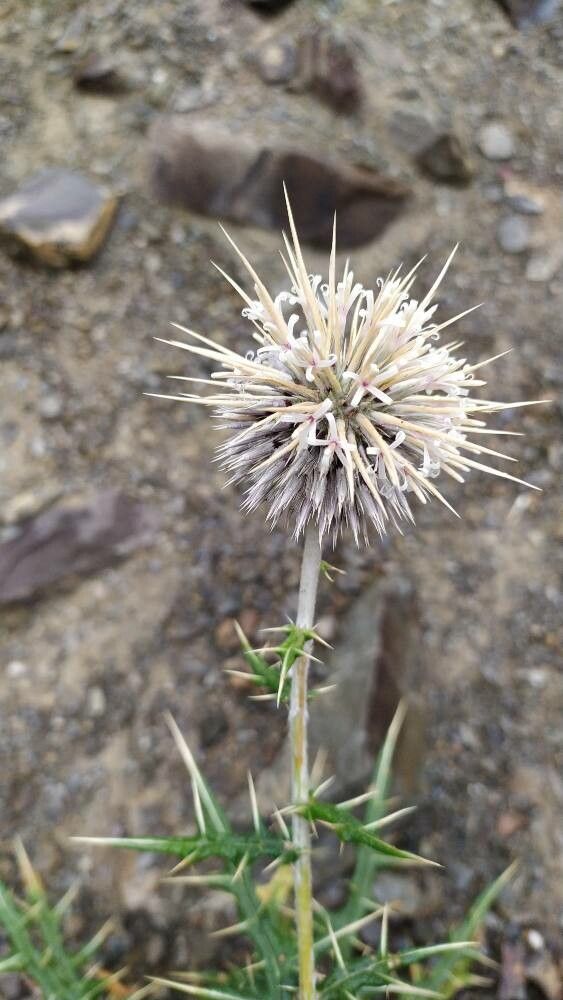 Echinops cornigerus flower