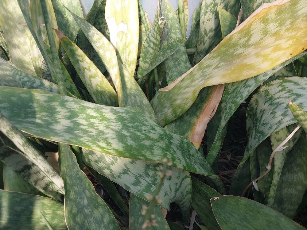 Dracaena dawei — search result for 'Dracaena'