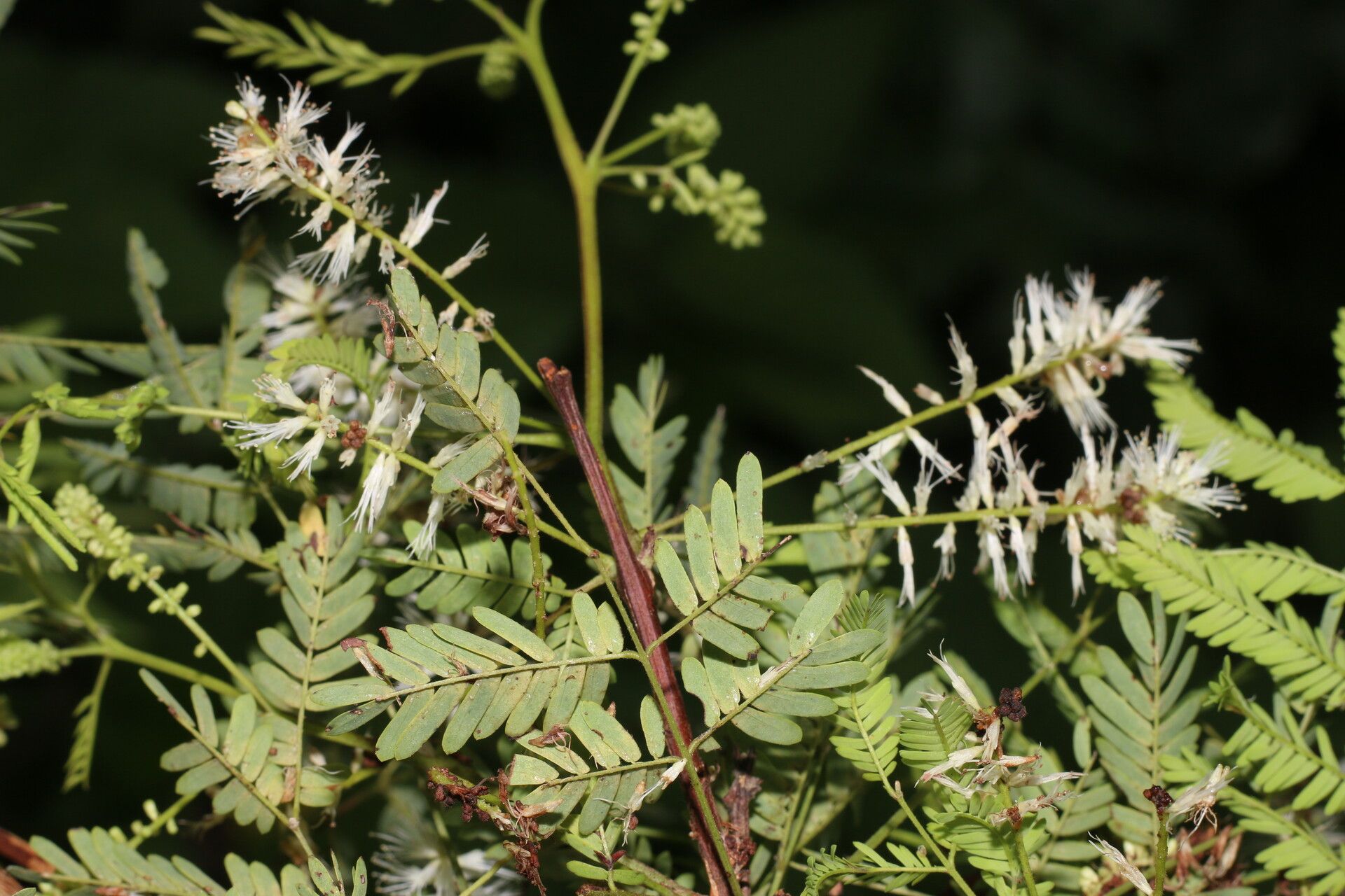 Mimosa platycarpa flower