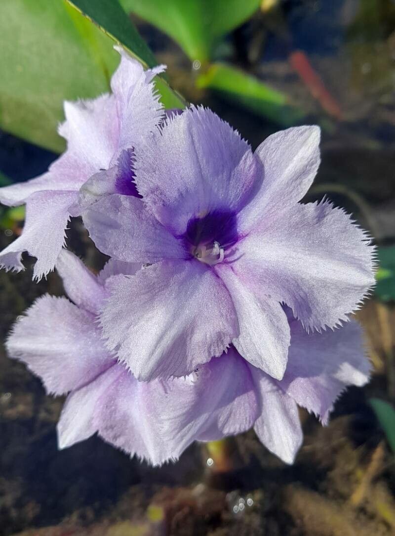 Pontederia azurea flower