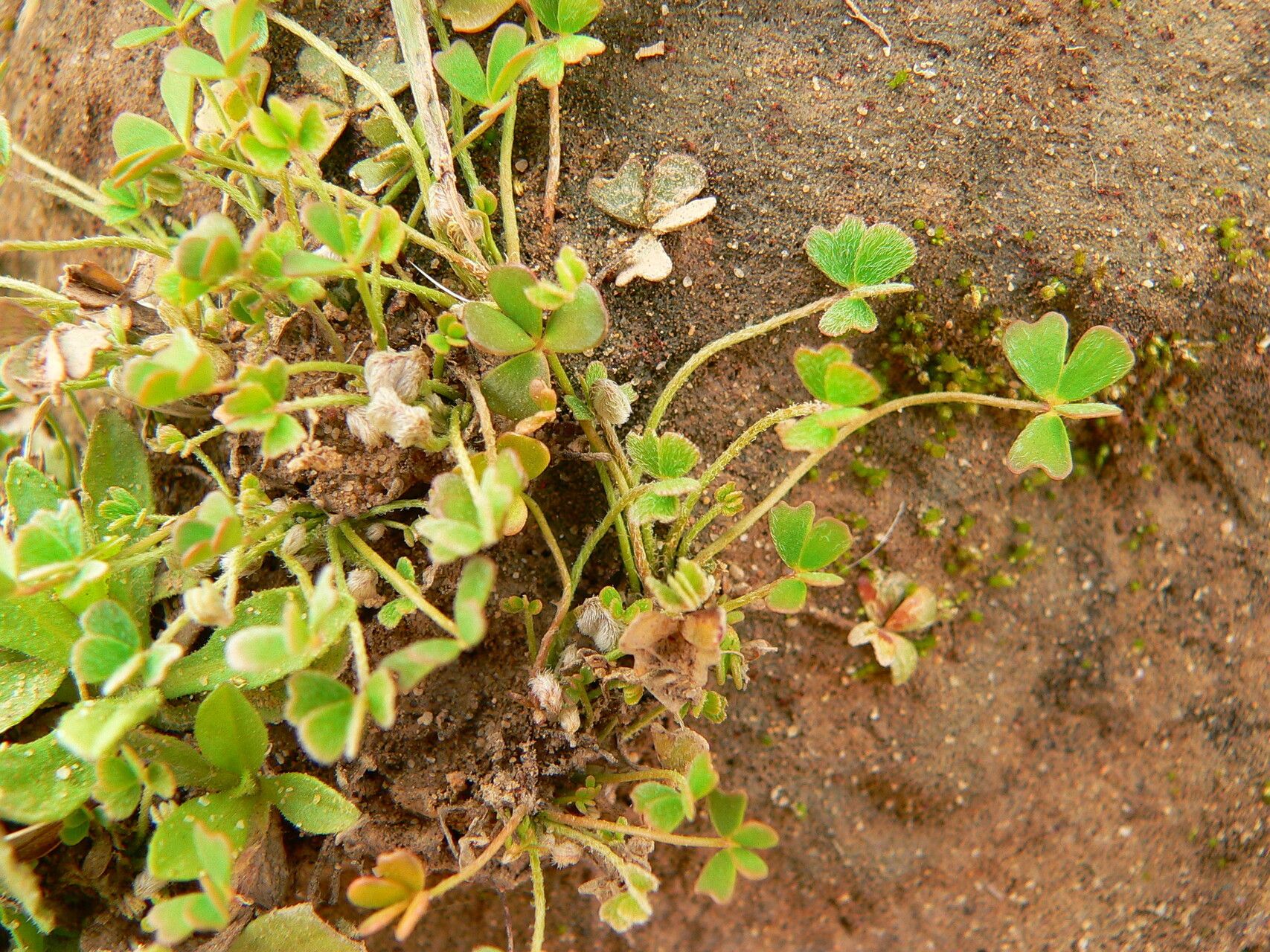 Marsilea aegyptiaca habit