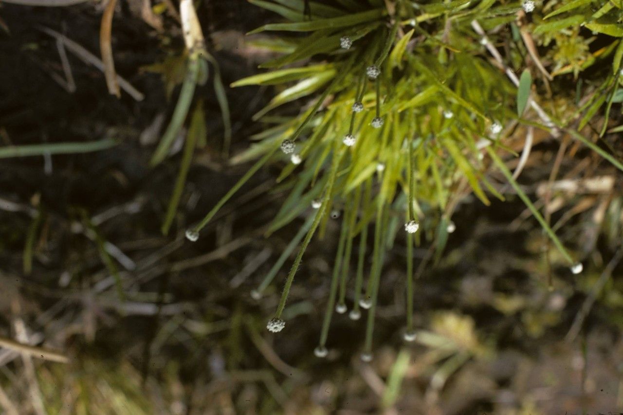 Lachnocaulon anceps — houseplant care guide