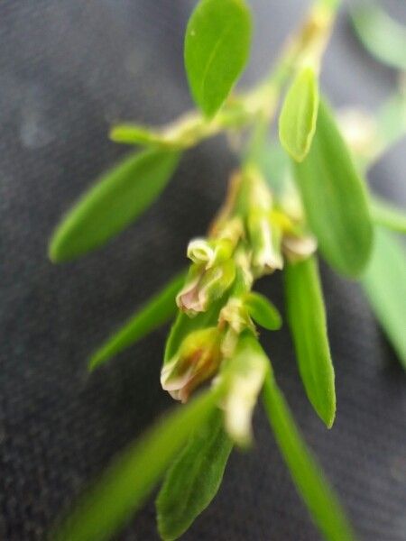 Centaurium maritimum bark