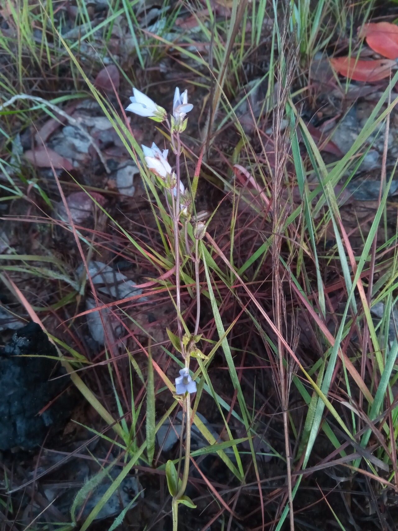 Exacum exiguum habit