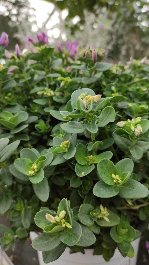 Polygala fruticosa habit