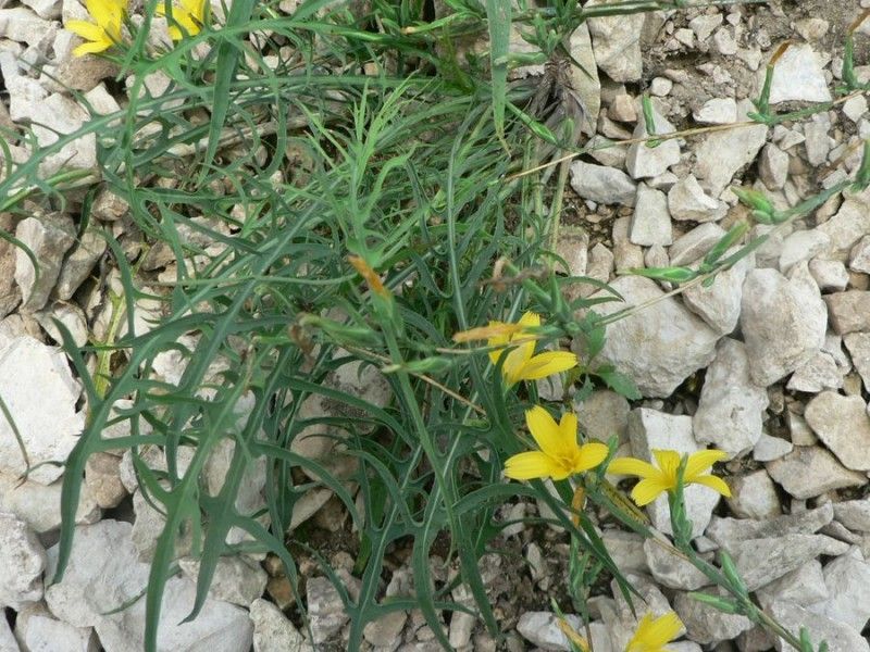 Lactuca ramosissima habit