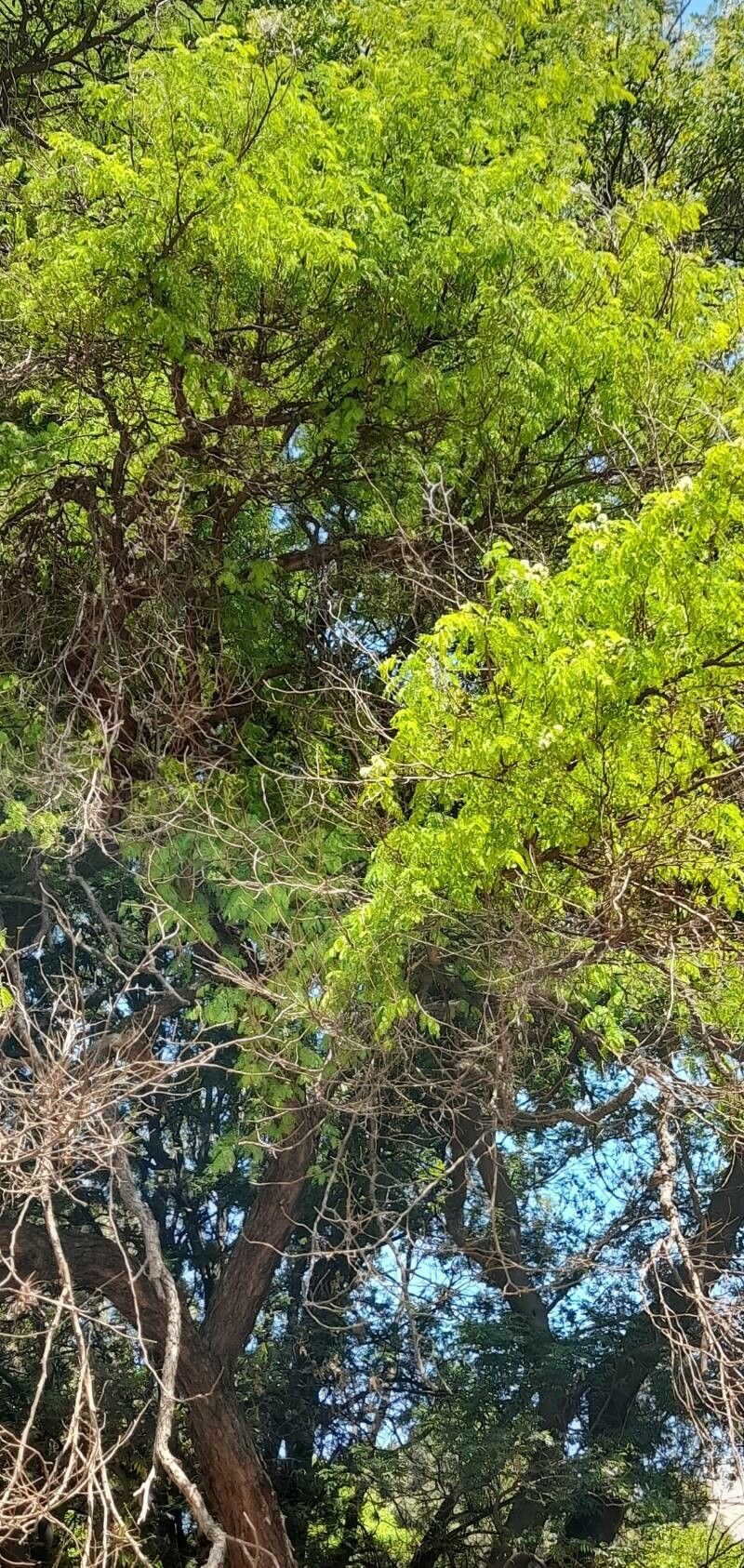 Chloroleucon tenuiflorum habit