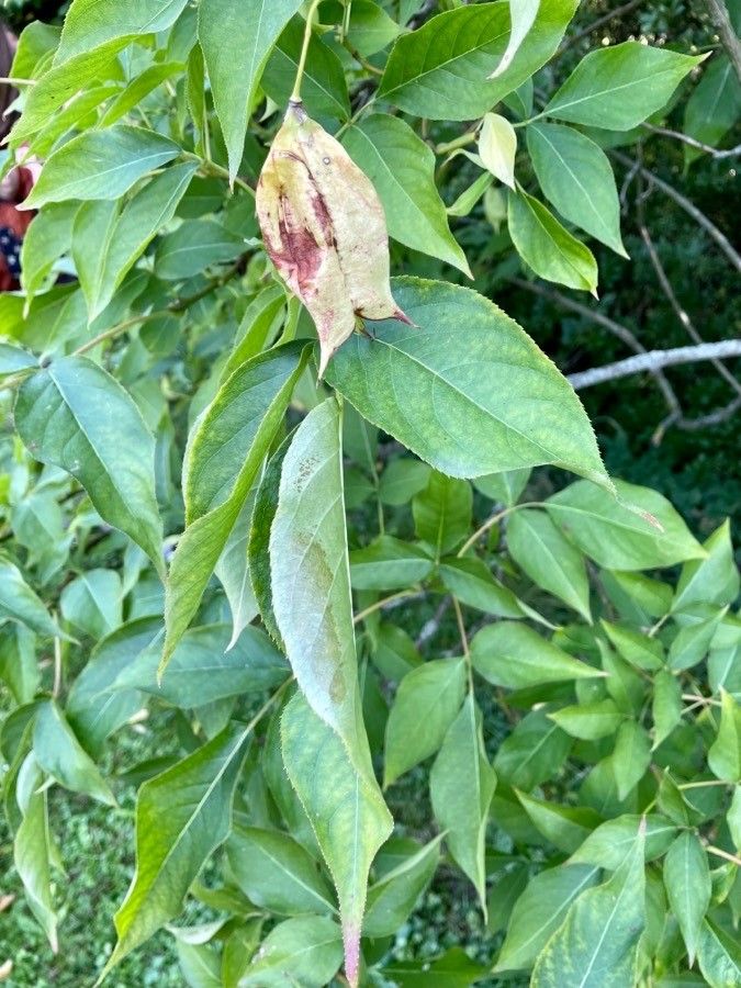 Staphylea colchica fruit