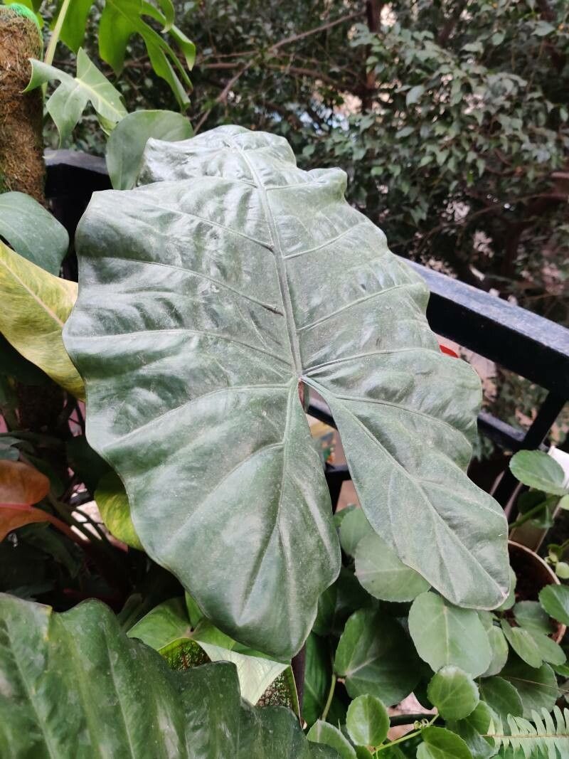 Alocasia sarawakensis leaf
