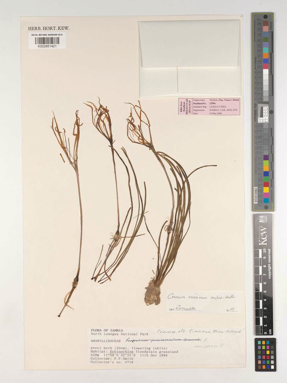 Crinum minimum — search result for 'Crinum'