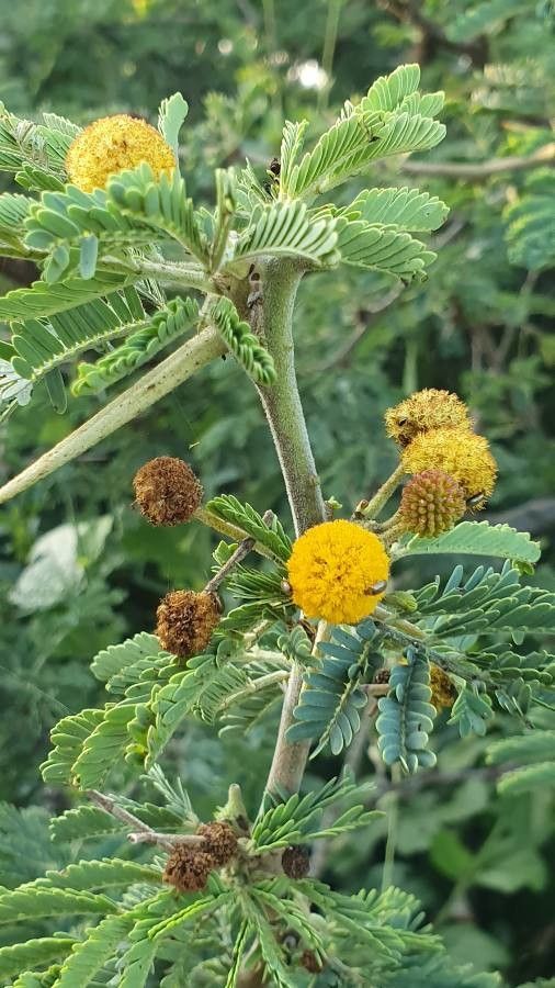 Acacia nilotica flower