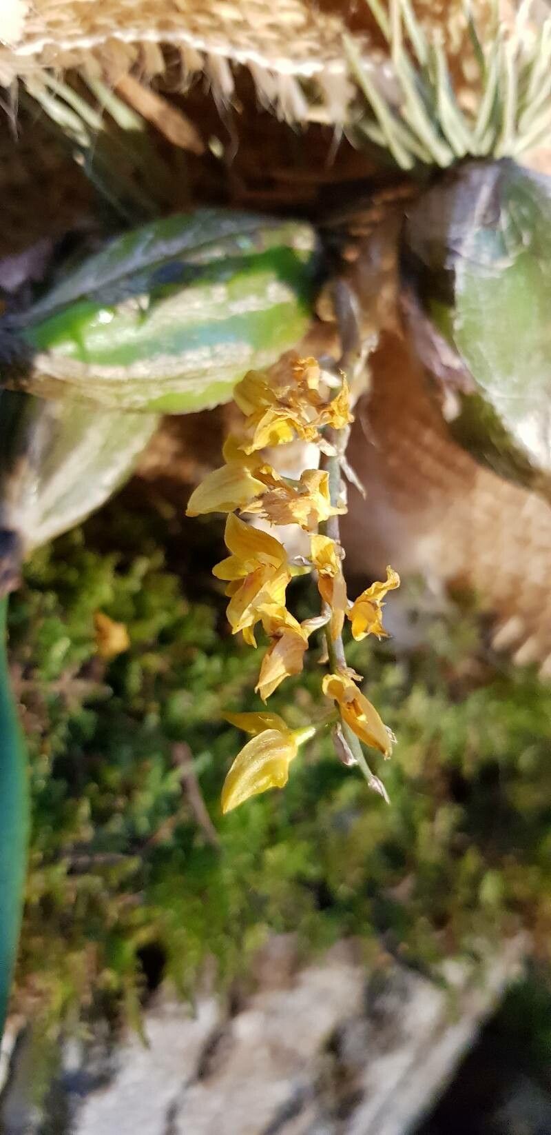 Bulbophyllum sterile flower