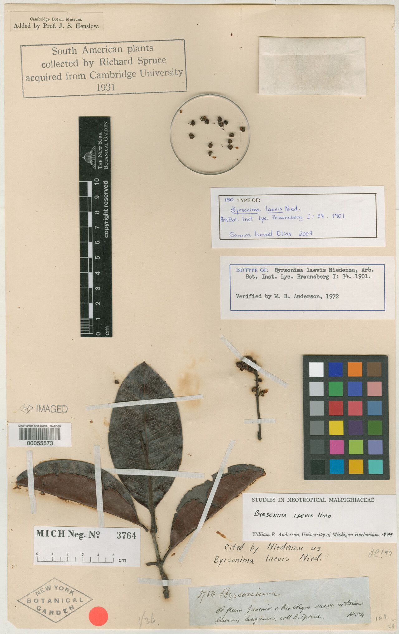 Byrsonima laevis leaf