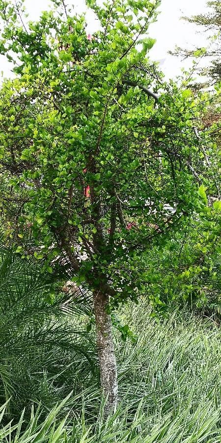 Streblus asper habit