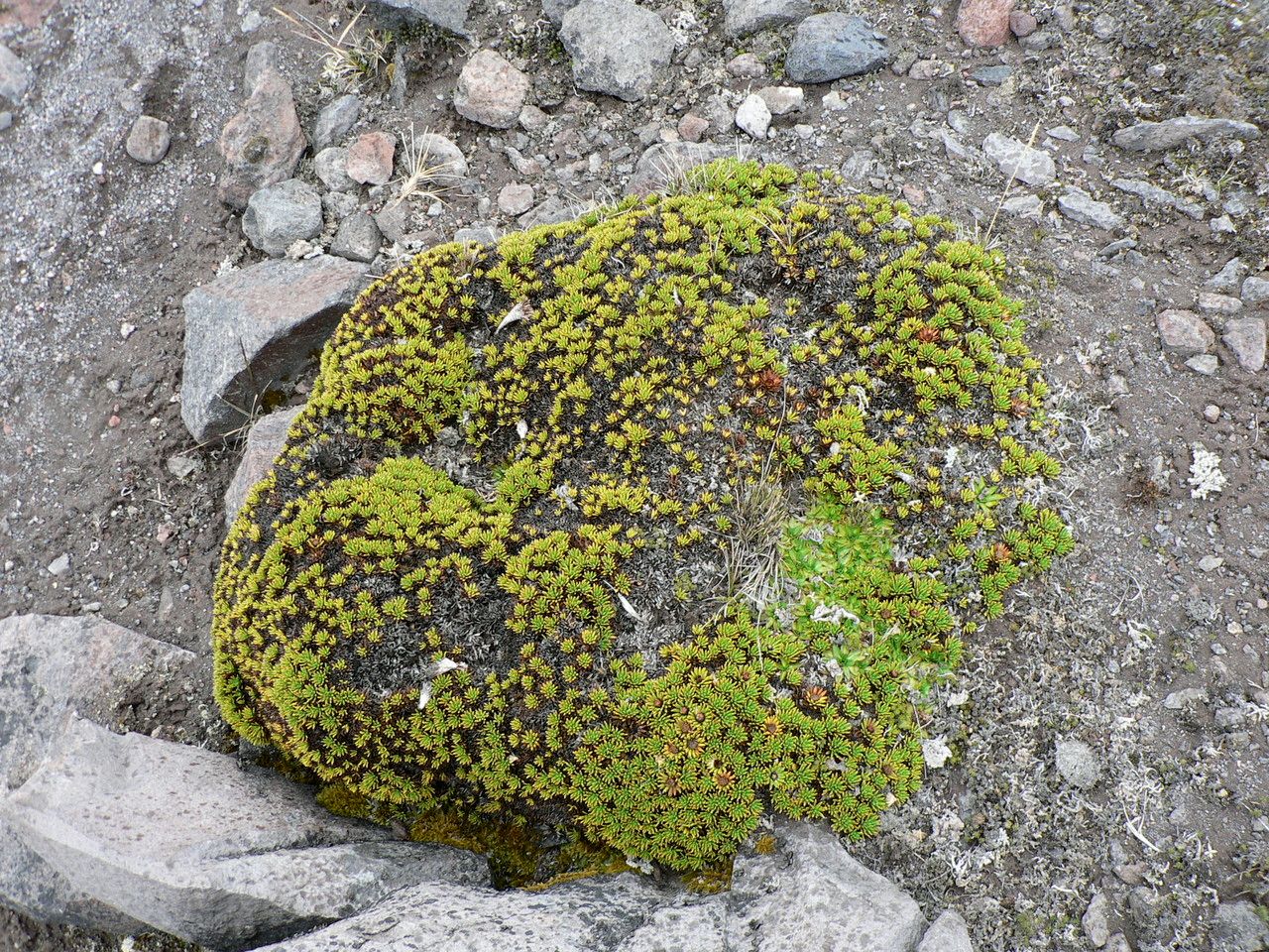 Werneria rigida habit