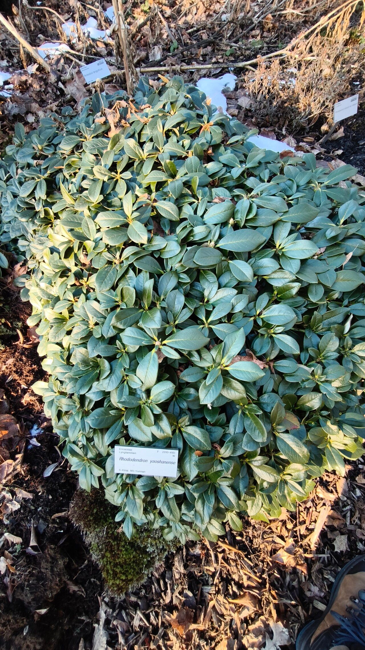 Rhododendron yaoshanense leaf