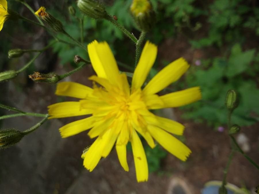 Hieracium umbrosum flower