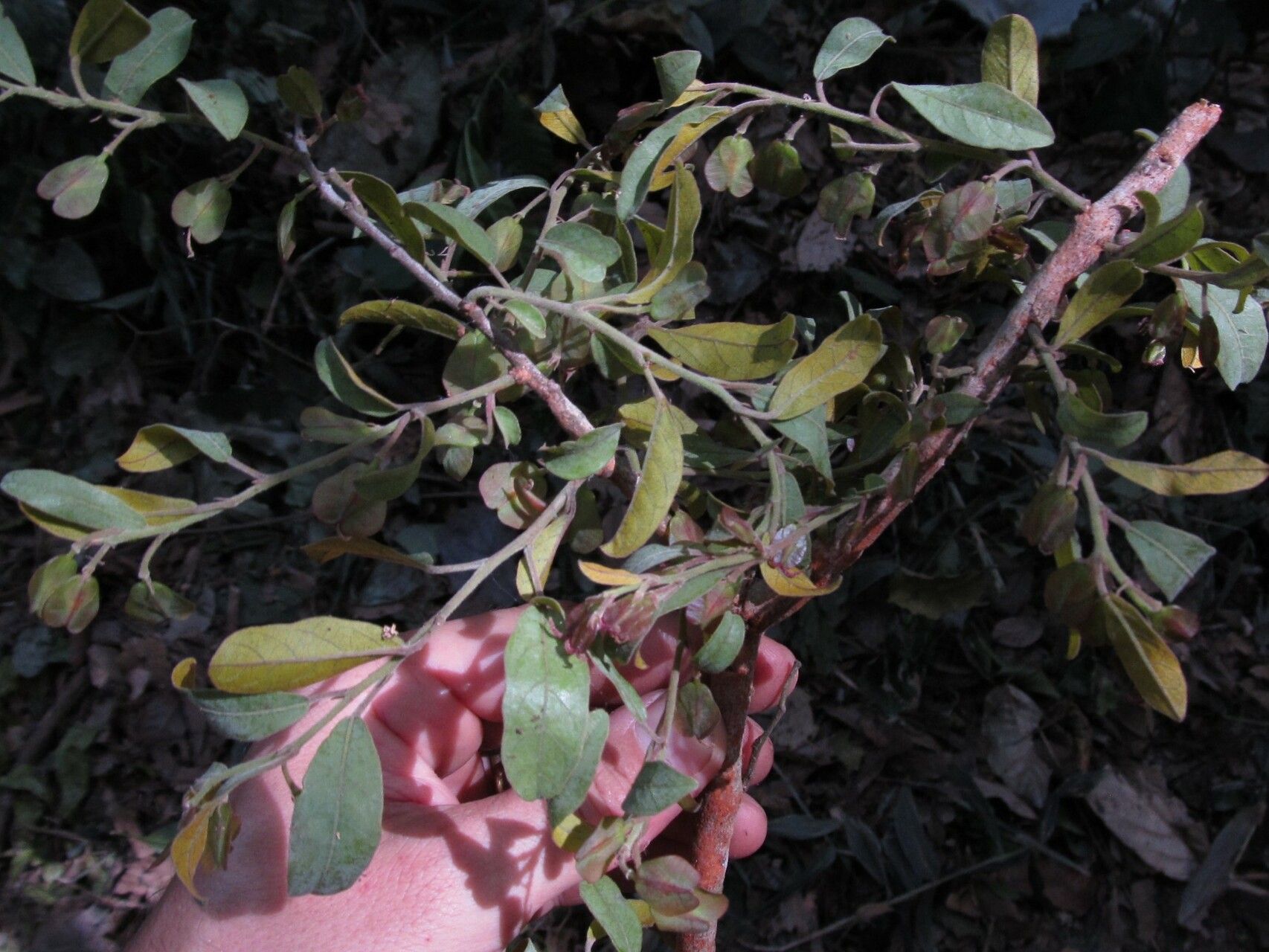 Hymenocardia acida — related species from the same genus