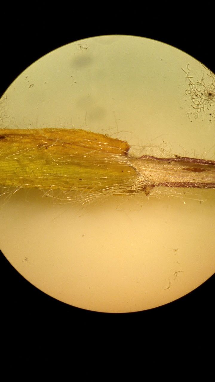 Dichanthelium acuminatum leaf